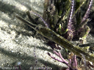 Playful little pipefish in Hermanus by Gemma Dry 